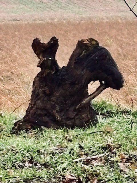 Zen.nl, Zen, meditatie, leren mediteren, foto